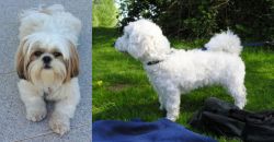 Shih Tzu vs Franzuskaya Bolonka - Breed Comparison