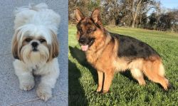 Shih Tzu vs German Shepherd - Breed Comparison