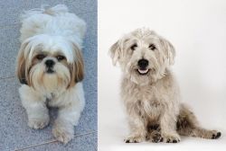 Shih Tzu vs Glen of Imaal Terrier - Breed Comparison