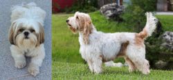 Shih Tzu vs Grand Griffon Vendeen - Breed Comparison