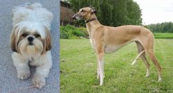Shih Tzu vs Hortaya Borzaya - Breed Comparison