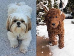Shih Tzu vs Irish Doodles - Breed Comparison