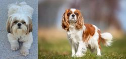 Shih Tzu vs King Charles Spaniel - Breed Comparison