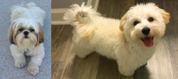 Shih Tzu vs Maltipoo - Breed Comparison