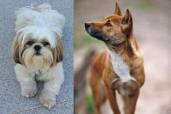 Shih Tzu vs New Guinea Singing Dog - Breed Comparison