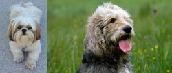Shih Tzu vs Otterhound - Breed Comparison