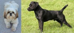 Shih Tzu vs Patterdale Terrier - Breed Comparison