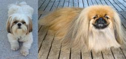 Shih Tzu vs Pekingese - Breed Comparison