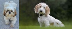 Shih Tzu vs Petit Basset Griffon Vendeen - Breed Comparison