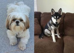 Shih Tzu vs Pomsky - Breed Comparison