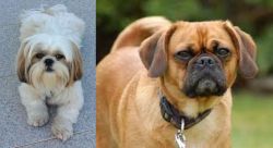 Shih Tzu vs Pugalier - Breed Comparison