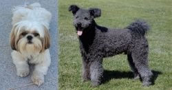 Shih Tzu vs Pumi - Breed Comparison