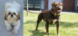 Shih Tzu vs Renascence Bulldogge - Breed Comparison
