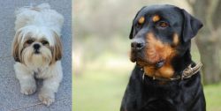 Shih Tzu vs Rottweiler - Breed Comparison
