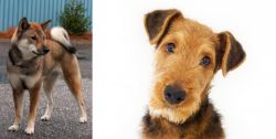 Shikoku vs Airedale Terrier - Breed Comparison