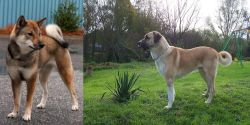 Shikoku vs Anatolian Shepherd - Breed Comparison