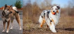 Shikoku vs Australian Shepherd - Breed Comparison