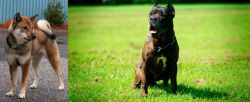 Shikoku vs Bandog - Breed Comparison