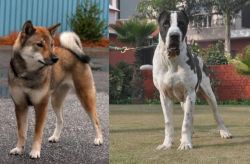 Shikoku vs Bully Kutta - Breed Comparison