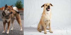 Shikoku vs Chinook - Breed Comparison