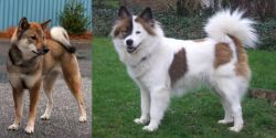 Shikoku vs Elo - Breed Comparison