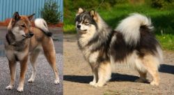 Shikoku vs Finnish Lapphund - Breed Comparison