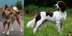 Shikoku vs French Spaniel - Breed Comparison