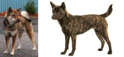 Shikoku vs Kai Ken - Breed Comparison