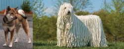 Shikoku vs Komondor - Breed Comparison