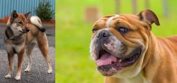 Shikoku vs Miniature English Bulldog - Breed Comparison
