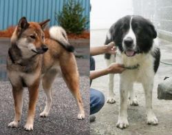 Shikoku vs Mucuchies - Breed Comparison