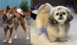 Shikoku vs PekePoo - Breed Comparison