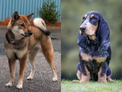 Shikoku vs Petit Bleu de Gascogne - Breed Comparison