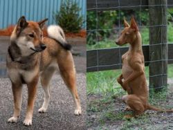 Shikoku vs Podenco Andaluz - Breed Comparison
