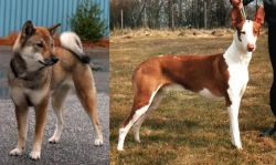 Shikoku vs Podenco Canario - Breed Comparison