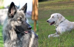 Shiloh Shepherd vs Akbash Dog - Breed Comparison