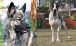 Shiloh Shepherd vs Alangu Mastiff - Breed Comparison