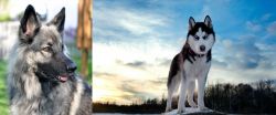 Shiloh Shepherd vs Alaskan Husky - Breed Comparison