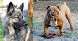 Shiloh Shepherd vs Australian Bulldog - Breed Comparison