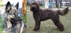 Shiloh Shepherd vs Barbet - Breed Comparison