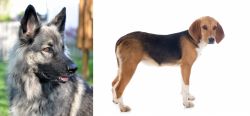 Shiloh Shepherd vs Beagle-Harrier - Breed Comparison