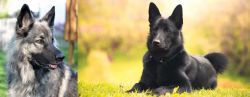 Shiloh Shepherd vs Black Norwegian Elkhound - Breed Comparison