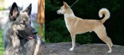 Shiloh Shepherd vs Canaan Dog - Breed Comparison