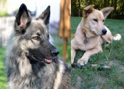 Shiloh Shepherd vs Carolina Dog - Breed Comparison