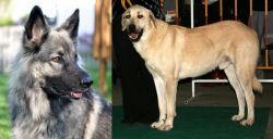 Shiloh Shepherd vs Central Anatolian Shepherd - Breed Comparison