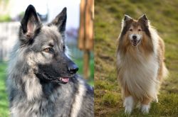 Shiloh Shepherd vs Collie - Breed Comparison