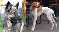 Shiloh Shepherd vs English Pointer - Breed Comparison