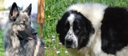 Shiloh Shepherd vs Greek Sheepdog - Breed Comparison