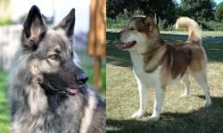Shiloh Shepherd vs Greenland Dog - Breed Comparison