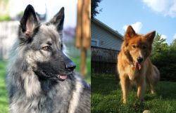 Shiloh Shepherd vs Karelo-Finnish Laika - Breed Comparison